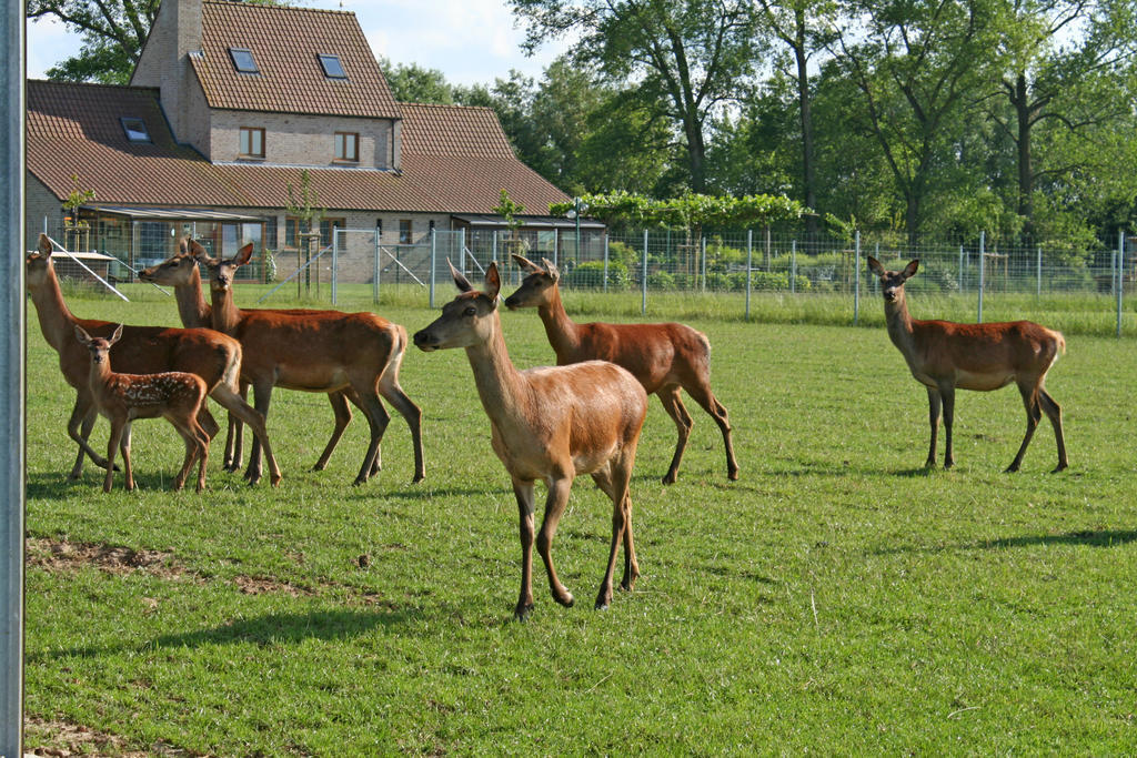'T Leeg Huys Lo-Reninge Quarto foto